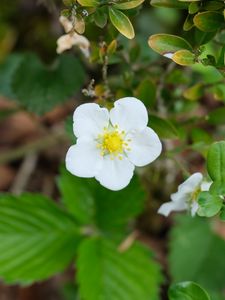 Preview wallpaper flower, petals, leaves, branches, nature