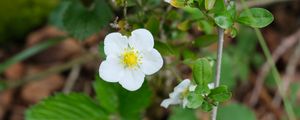 Preview wallpaper flower, petals, leaves, branches, nature