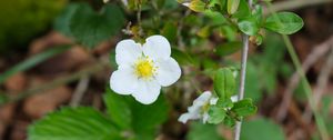 Preview wallpaper flower, petals, leaves, branches, nature