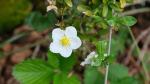 Preview wallpaper flower, petals, leaves, branches, nature