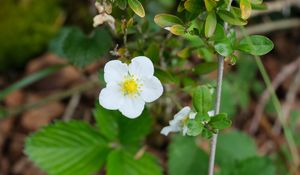 Preview wallpaper flower, petals, leaves, branches, nature