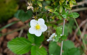 Preview wallpaper flower, petals, leaves, branches, nature