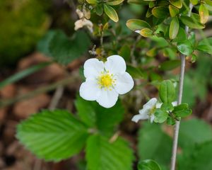 Preview wallpaper flower, petals, leaves, branches, nature