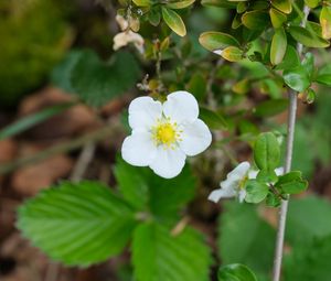 Preview wallpaper flower, petals, leaves, branches, nature