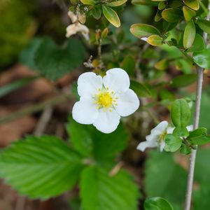Preview wallpaper flower, petals, leaves, branches, nature