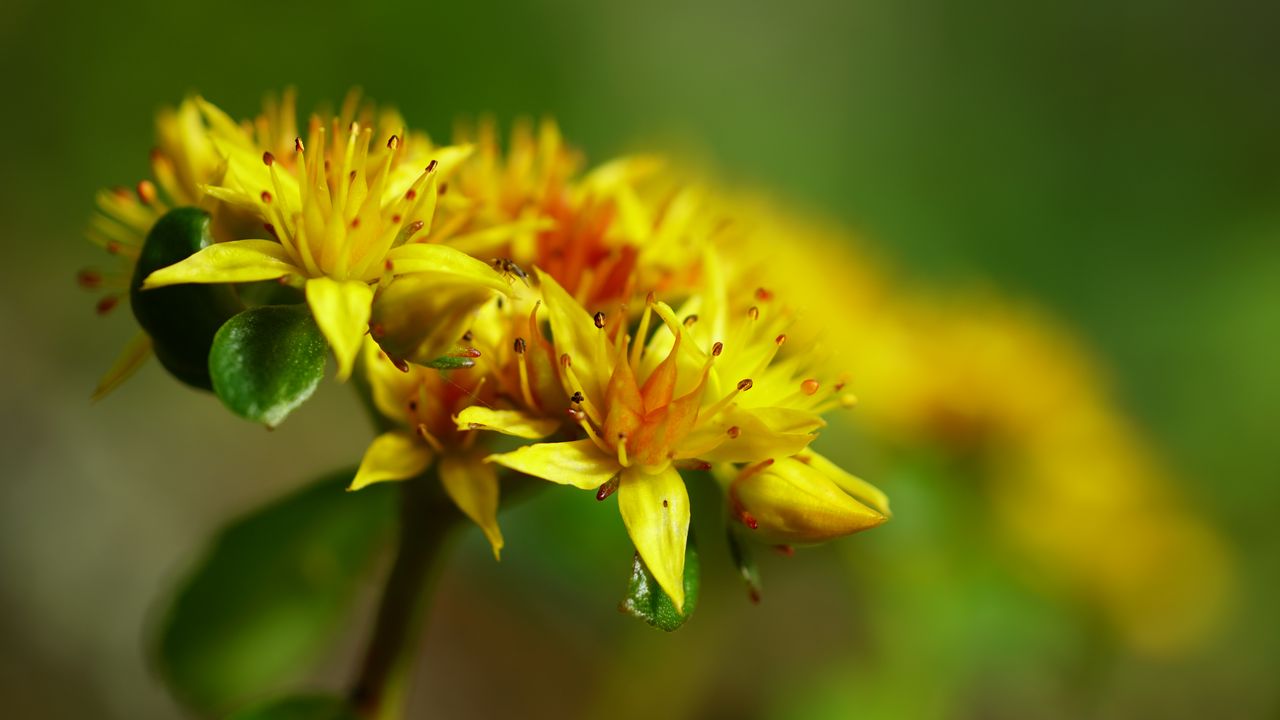 Wallpaper flower, petals, leaves, macro, yellow