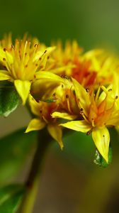 Preview wallpaper flower, petals, leaves, macro, yellow