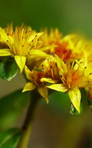 Preview wallpaper flower, petals, leaves, macro, yellow