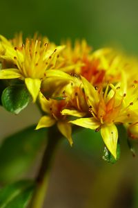 Preview wallpaper flower, petals, leaves, macro, yellow