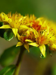 Preview wallpaper flower, petals, leaves, macro, yellow