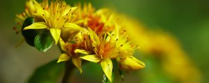 Preview wallpaper flower, petals, leaves, macro, yellow