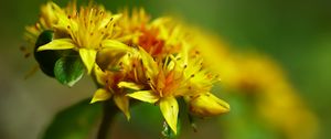 Preview wallpaper flower, petals, leaves, macro, yellow