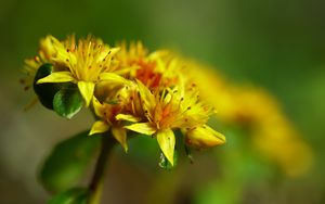 Preview wallpaper flower, petals, leaves, macro, yellow