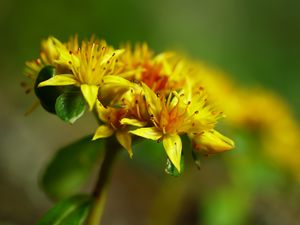 Preview wallpaper flower, petals, leaves, macro, yellow