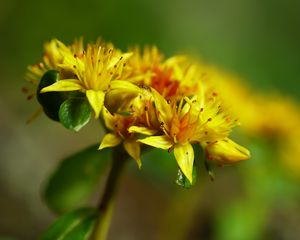Preview wallpaper flower, petals, leaves, macro, yellow
