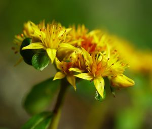 Preview wallpaper flower, petals, leaves, macro, yellow