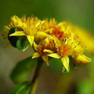 Preview wallpaper flower, petals, leaves, macro, yellow