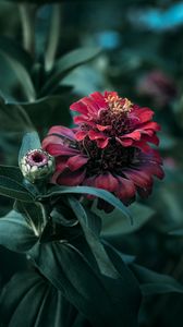 Preview wallpaper flower, petals, leaves, plant, macro