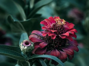 Preview wallpaper flower, petals, leaves, plant, macro