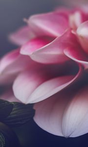 Preview wallpaper flower, petals, leaves, pink, macro