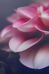 Preview wallpaper flower, petals, leaves, pink, macro