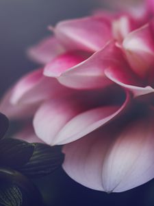 Preview wallpaper flower, petals, leaves, pink, macro