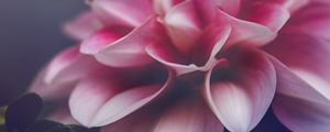 Preview wallpaper flower, petals, leaves, pink, macro