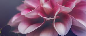 Preview wallpaper flower, petals, leaves, pink, macro