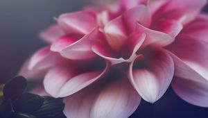 Preview wallpaper flower, petals, leaves, pink, macro