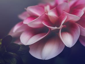Preview wallpaper flower, petals, leaves, pink, macro