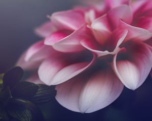 Preview wallpaper flower, petals, leaves, pink, macro