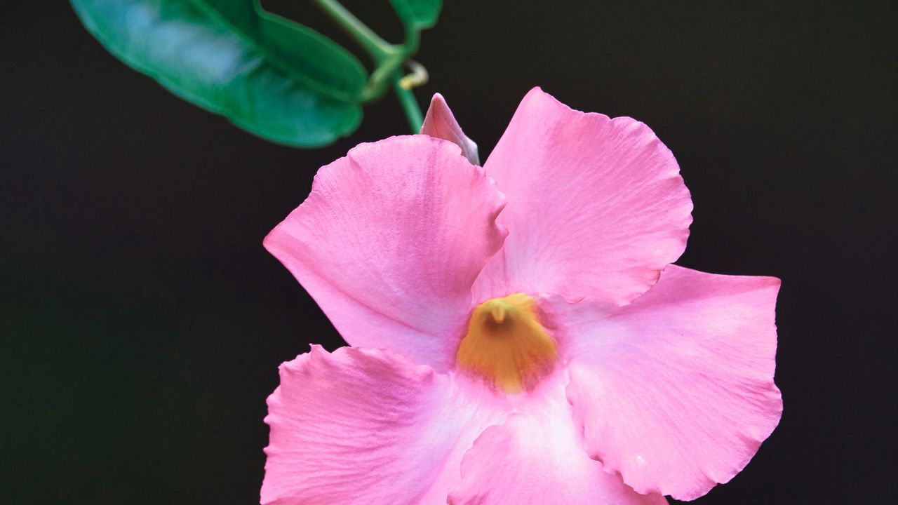 Wallpaper flower, petals, leaves, branch, pink, macro