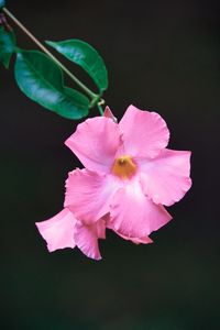 Preview wallpaper flower, petals, leaves, branch, pink, macro