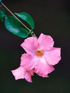 Preview wallpaper flower, petals, leaves, branch, pink, macro