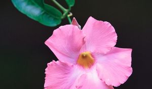 Preview wallpaper flower, petals, leaves, branch, pink, macro