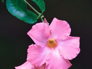 Preview wallpaper flower, petals, leaves, branch, pink, macro