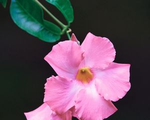 Preview wallpaper flower, petals, leaves, branch, pink, macro