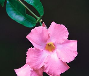 Preview wallpaper flower, petals, leaves, branch, pink, macro