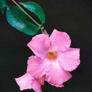 Preview wallpaper flower, petals, leaves, branch, pink, macro