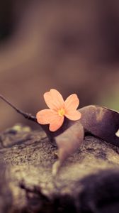 Preview wallpaper flower, petals, leaves, dry, macro