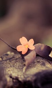 Preview wallpaper flower, petals, leaves, dry, macro