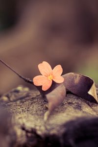 Preview wallpaper flower, petals, leaves, dry, macro