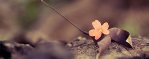 Preview wallpaper flower, petals, leaves, dry, macro