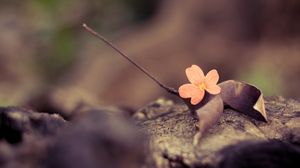 Preview wallpaper flower, petals, leaves, dry, macro