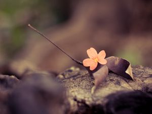Preview wallpaper flower, petals, leaves, dry, macro