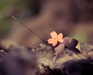 Preview wallpaper flower, petals, leaves, dry, macro