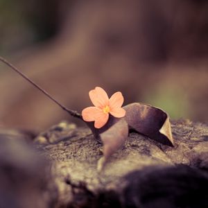 Preview wallpaper flower, petals, leaves, dry, macro