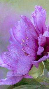 Preview wallpaper flower, petals, leaves, macro, pink