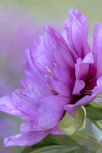 Preview wallpaper flower, petals, leaves, macro, pink