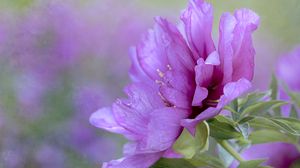 Preview wallpaper flower, petals, leaves, macro, pink